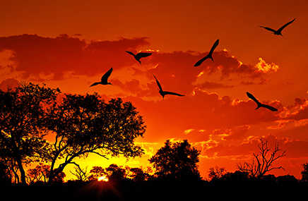 sunset with birds flying in Africa