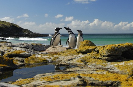 three penguins handing next to beach