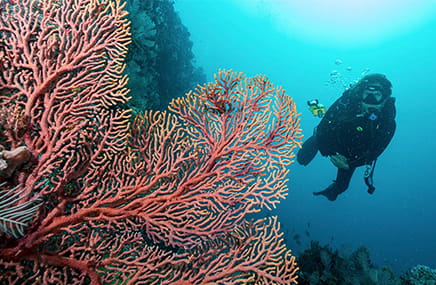 borneo-th Diver swimming next to coral reef