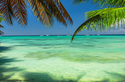 palm trees hanging over ocean