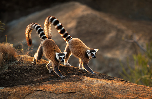 madagascar madagascar