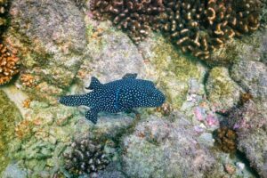 Sealife around corals at bottom of ocean