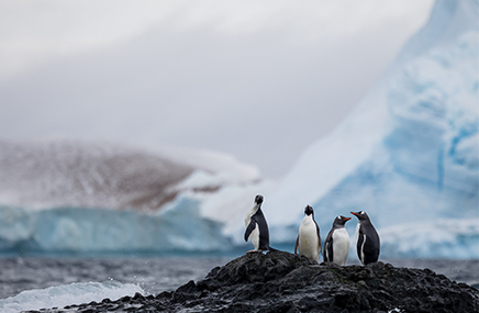 penguins on rock